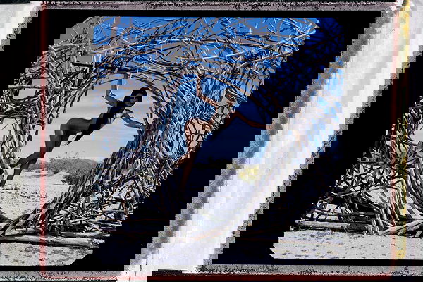 dreambabydrea dreambabydrea archive image