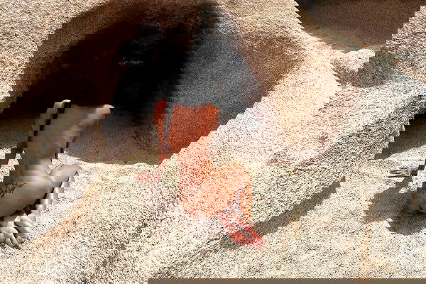 dreambabydrea dreambabydrea archive image