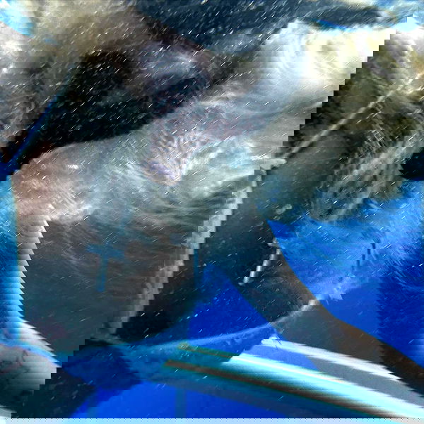 dreambabydrea dreambabydrea archive image