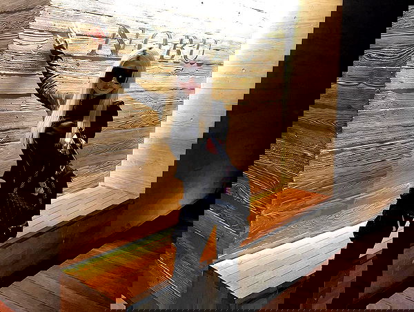 dreambabydrea dreambabydrea archive image