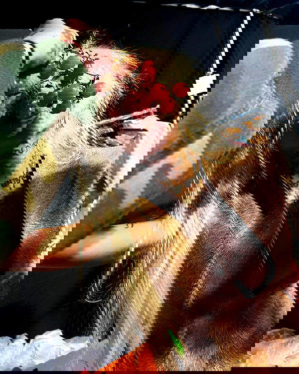 dreambabydrea dreambabydrea archive image