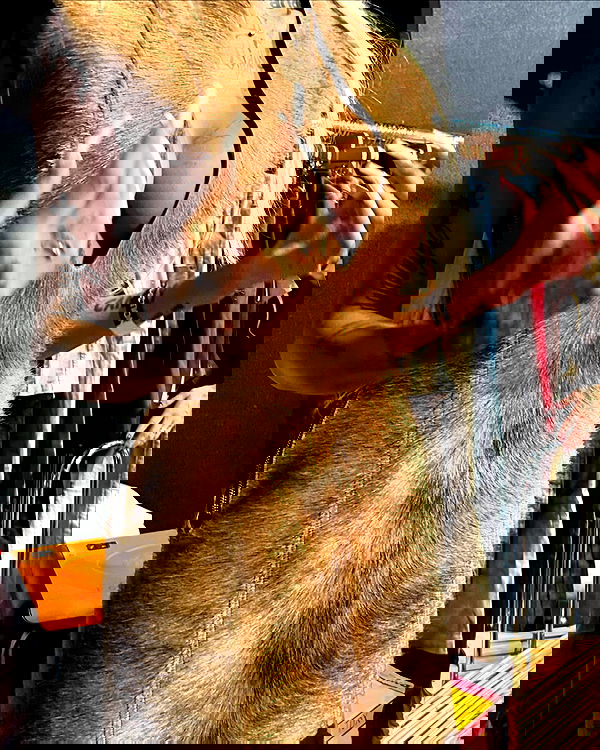 dreambabydrea dreambabydrea archive image