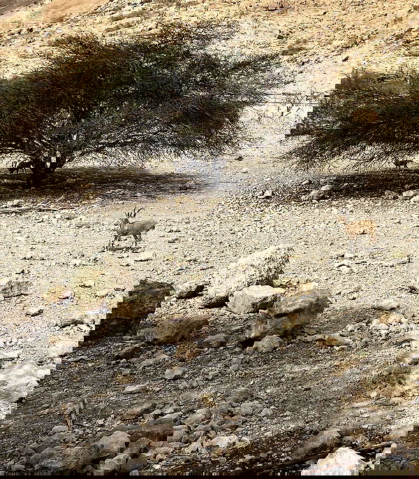 dustheadd dustheadd archive image