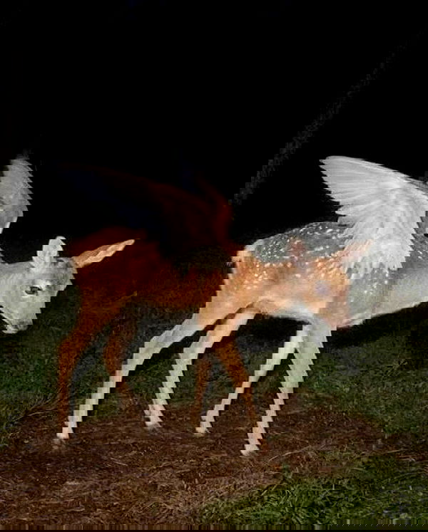 dustheadd dustheadd archive image