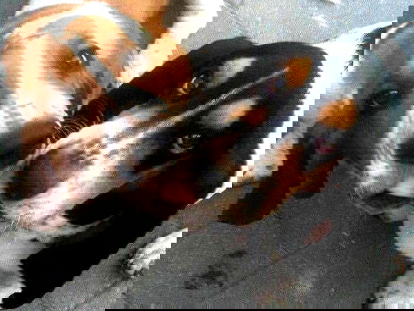 dustheadd dustheadd archive image