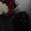 dystorra Altpins Profile Picture
