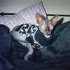 e1or4 Altpins Profile Picture