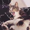 edin.karyn Altpins Profile Picture