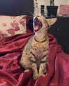 edin.karyn Altpins Profile Picture