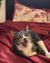 edin.karyn Altpins Profile Picture