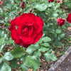 edin.karyn Altpins Profile Picture