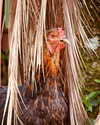 edin.karyn Altpins Profile Picture