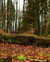 edin.karyn Altpins Profile Picture