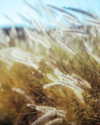 elebertoli Altpins Profile Picture