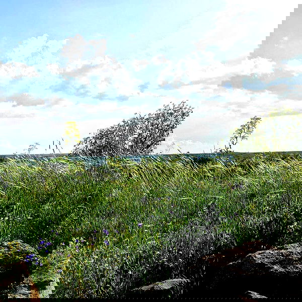 elianachetrit image ~ Altpins