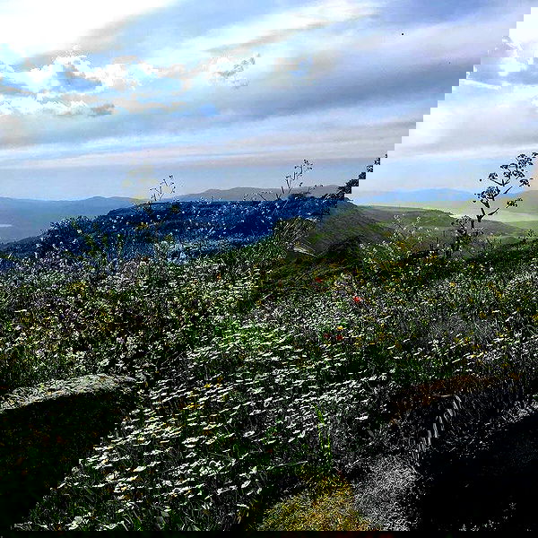 elianachetrit image ~ Altpins