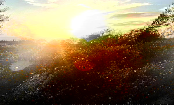 elianachetrit image ~ Altpins