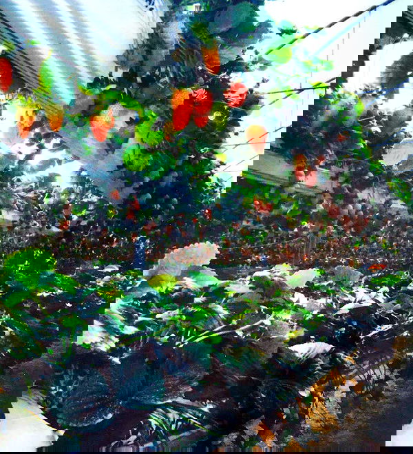 elianachetrit image ~ Altpins