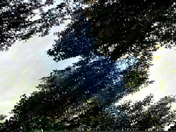 elianachetrit image ~ Altpins