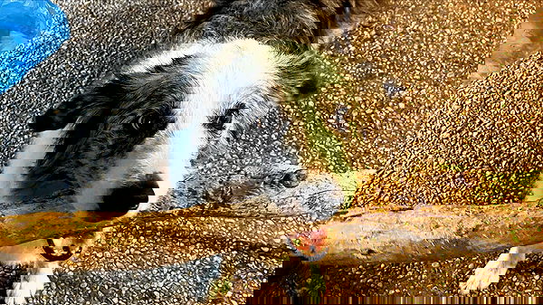 elianachetrit image ~ Altpins