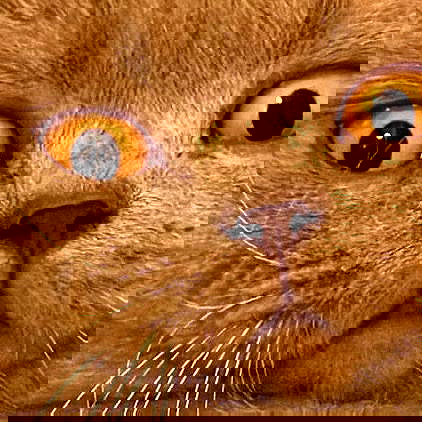 elianachetrit image ~ Altpins