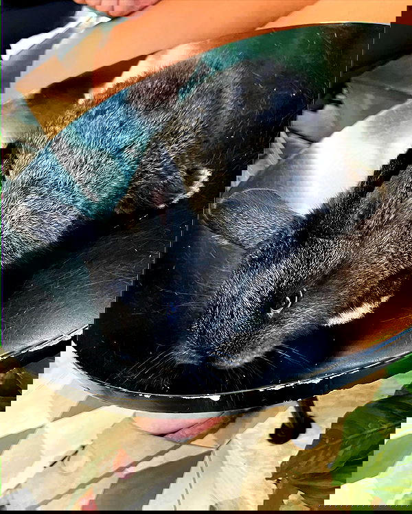 elianachetrit image ~ Altpins