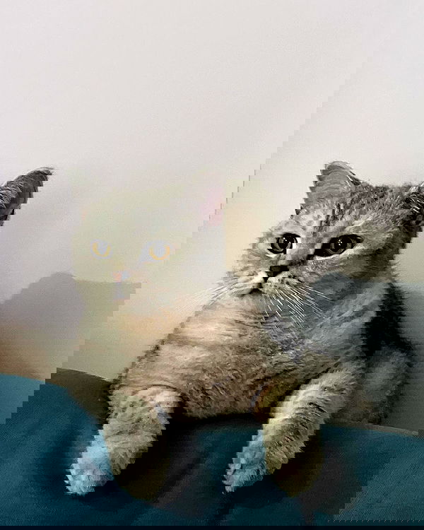 elianachetrit image ~ Altpins