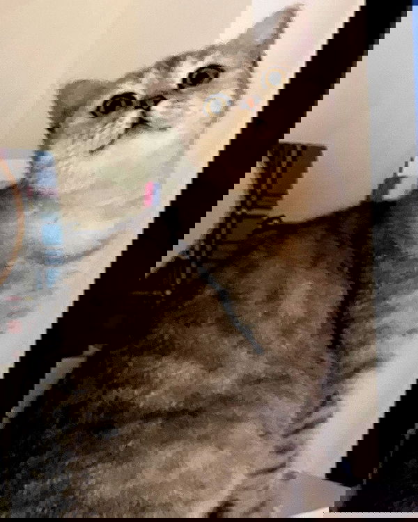 elianachetrit image ~ Altpins