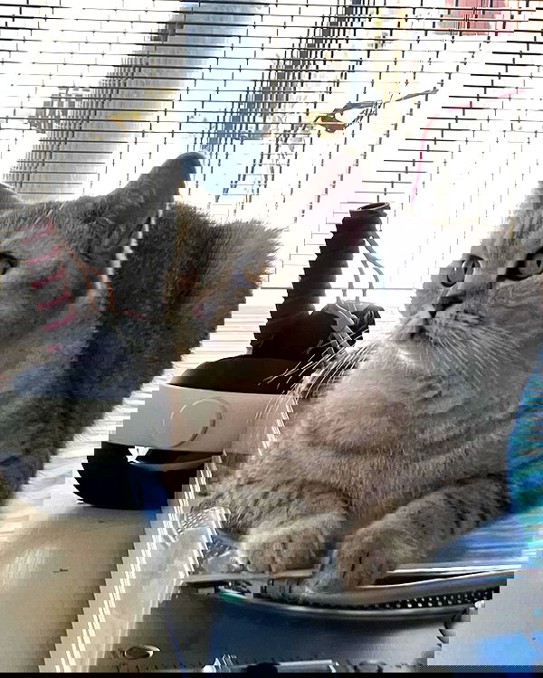 elianachetrit image ~ Altpins