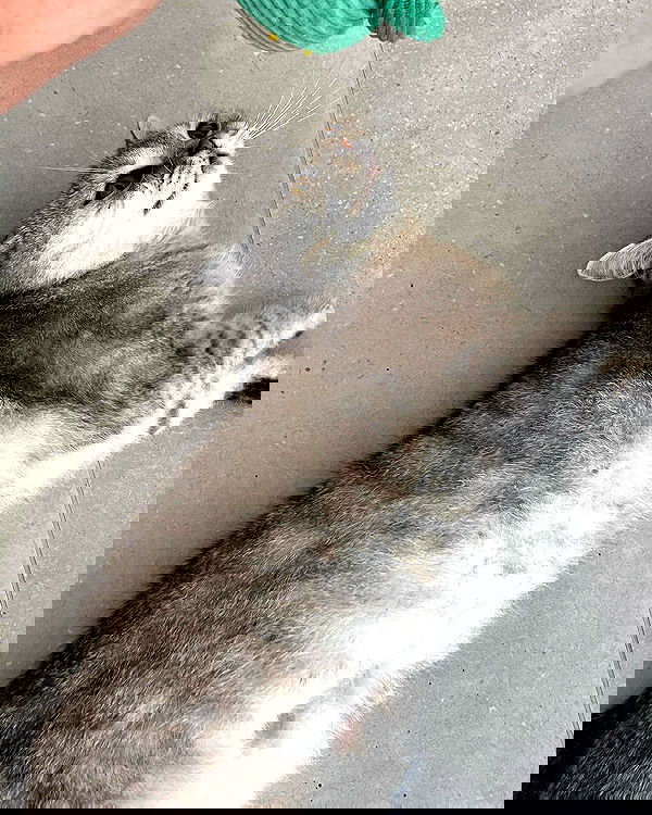 elianachetrit image ~ Altpins