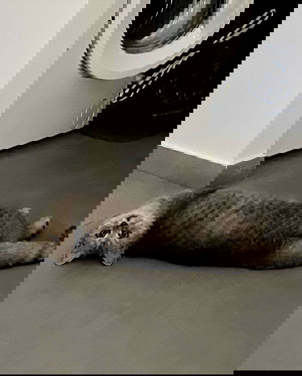 elianachetrit image ~ Altpins