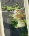 ellalee Altpins Profile Picture