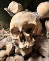 ellalee Altpins Profile Picture