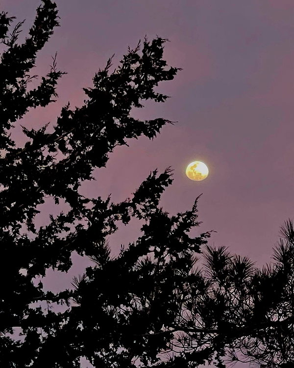 elliesorokin instagram image archive image