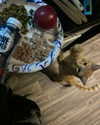 ellmari.e Altpins Profile Picture