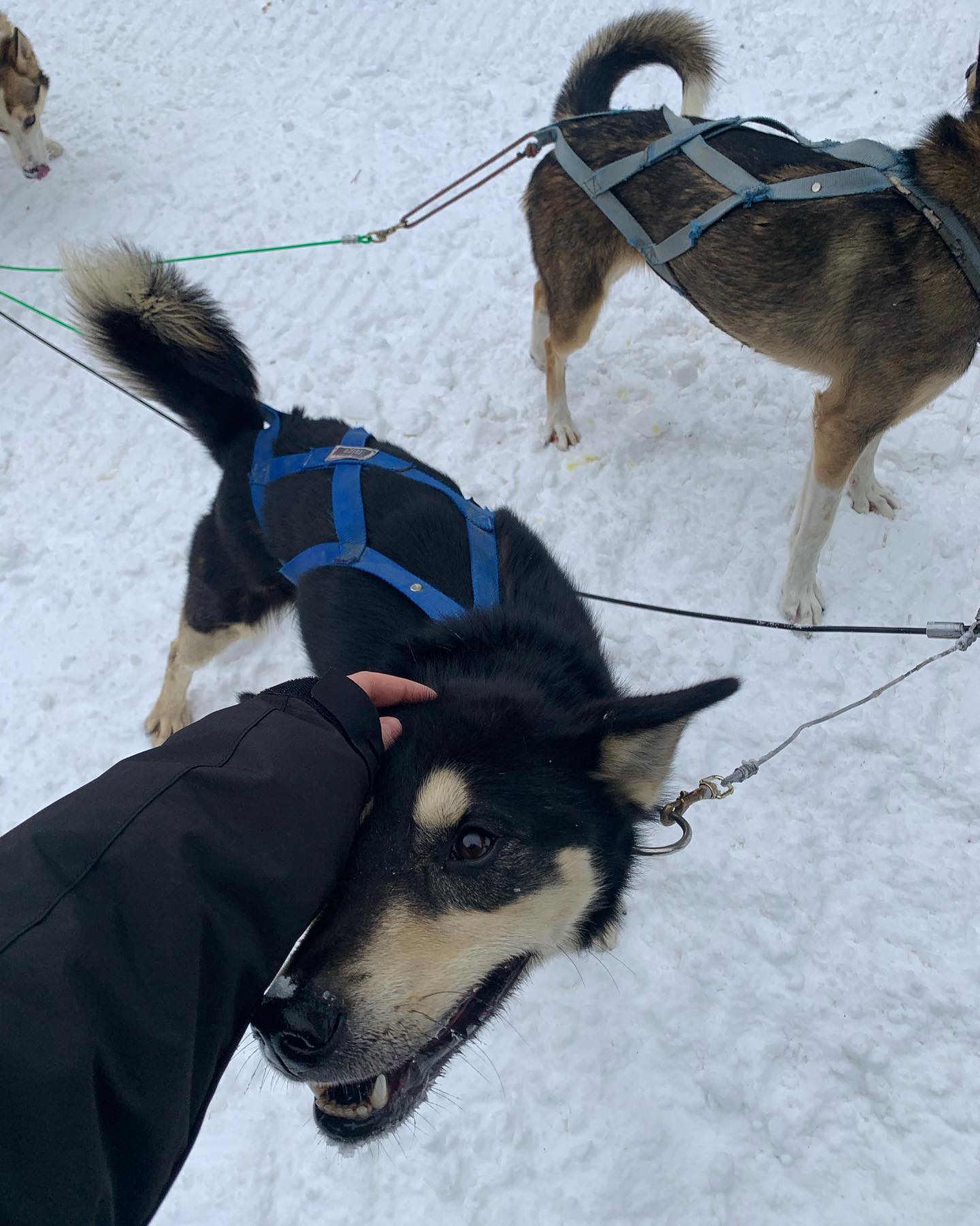 elsgatti instagram image archive image