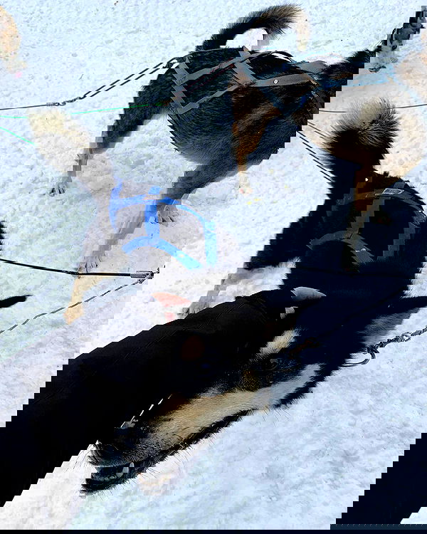 elsgatti image ~ Altpins