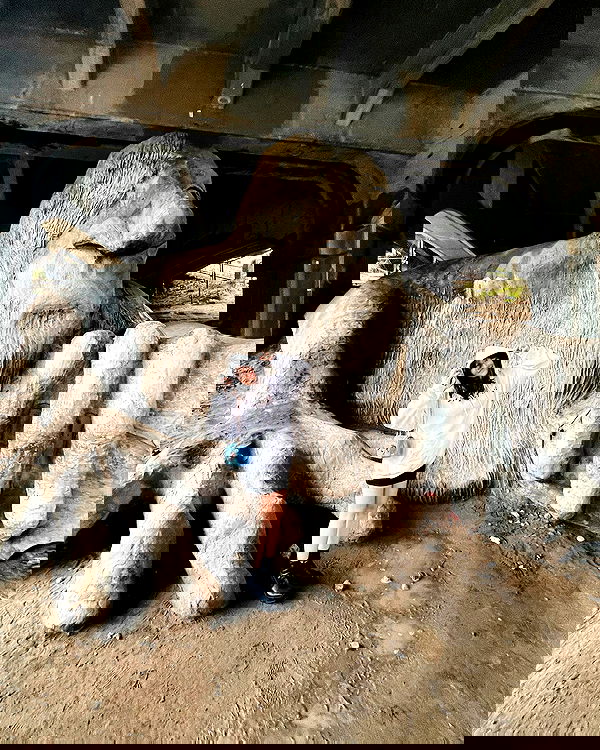 elsgatti image ~ Altpins