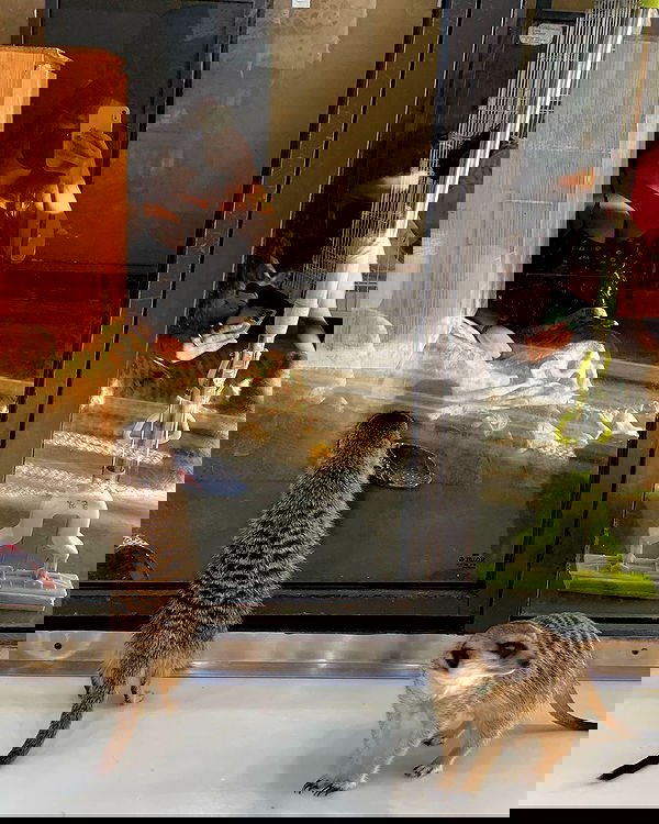 elsgatti image ~ Altpins