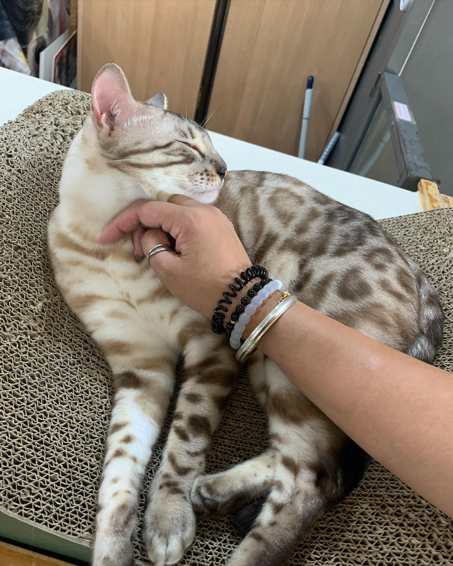 elsgatti instagram image archive image