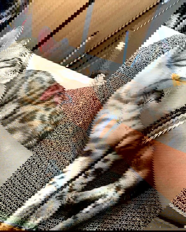 elsgatti image ~ Altpins