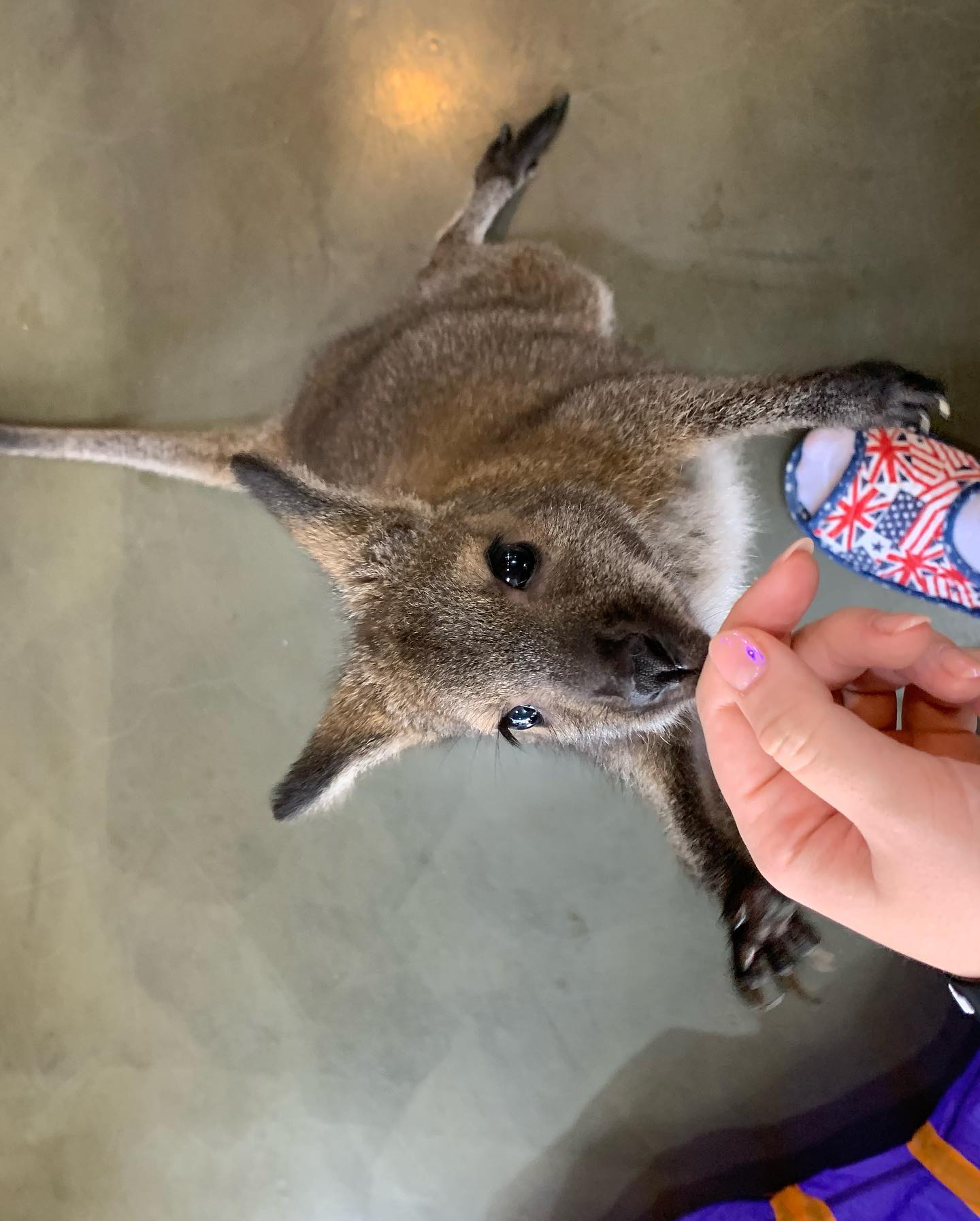 elsgatti instagram image archive image