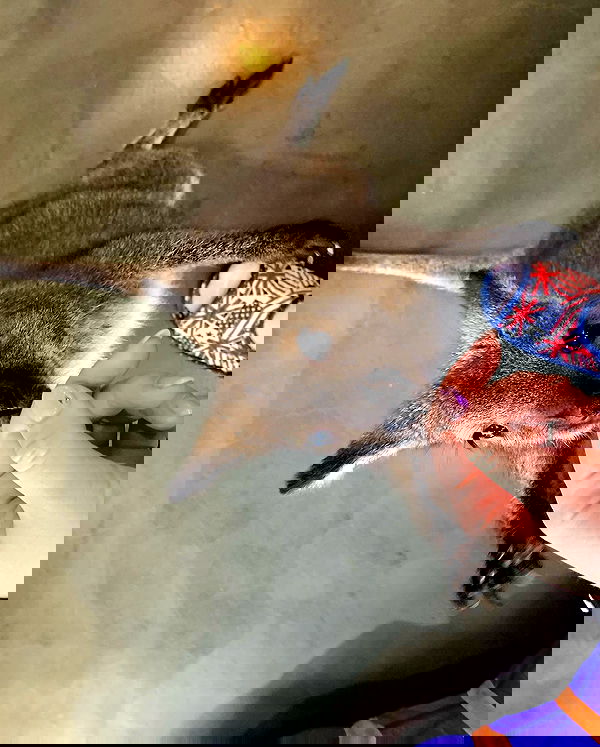 elsgatti image ~ Altpins