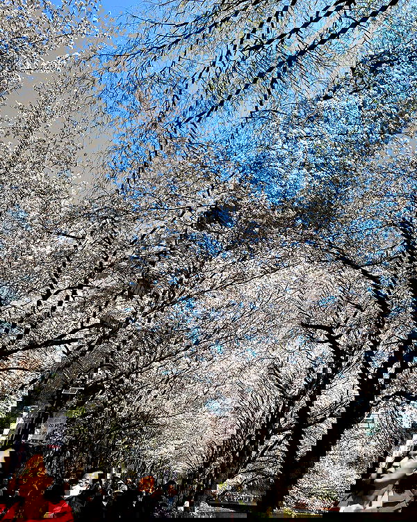 elsgatti image ~ Altpins