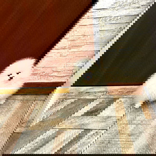 elsgatti image ~ Altpins