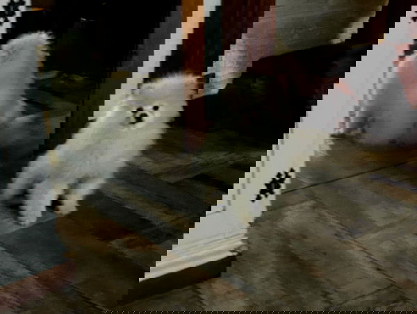 elsgatti image ~ Altpins