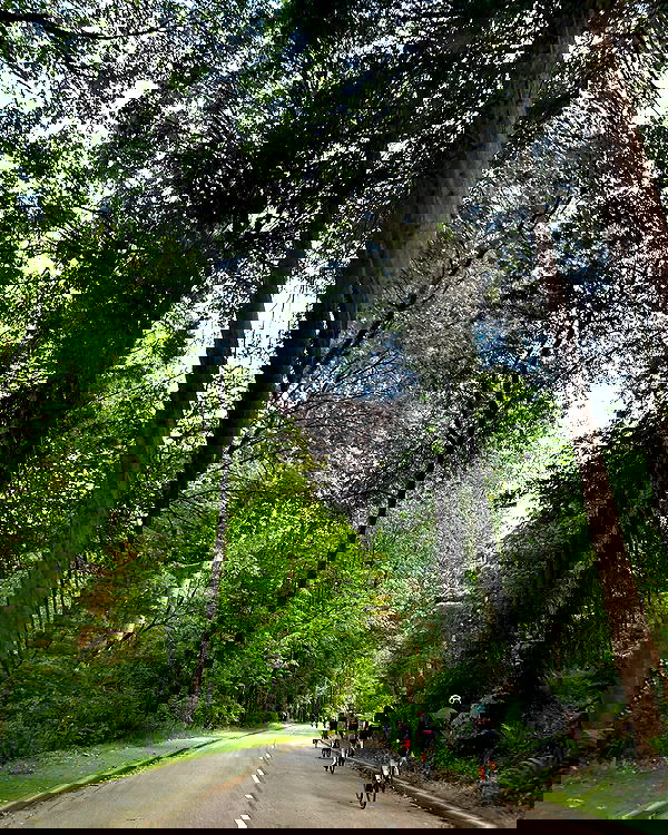 elsgatti image ~ Altpins