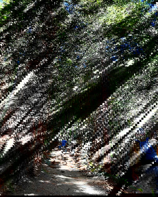 elsgatti image ~ Altpins