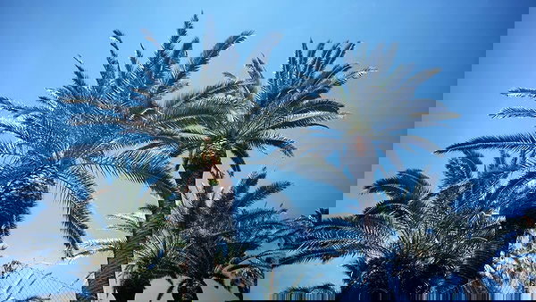 elsgatti image ~ Altpins