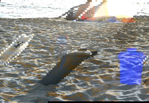 elsgatti image ~ Altpins